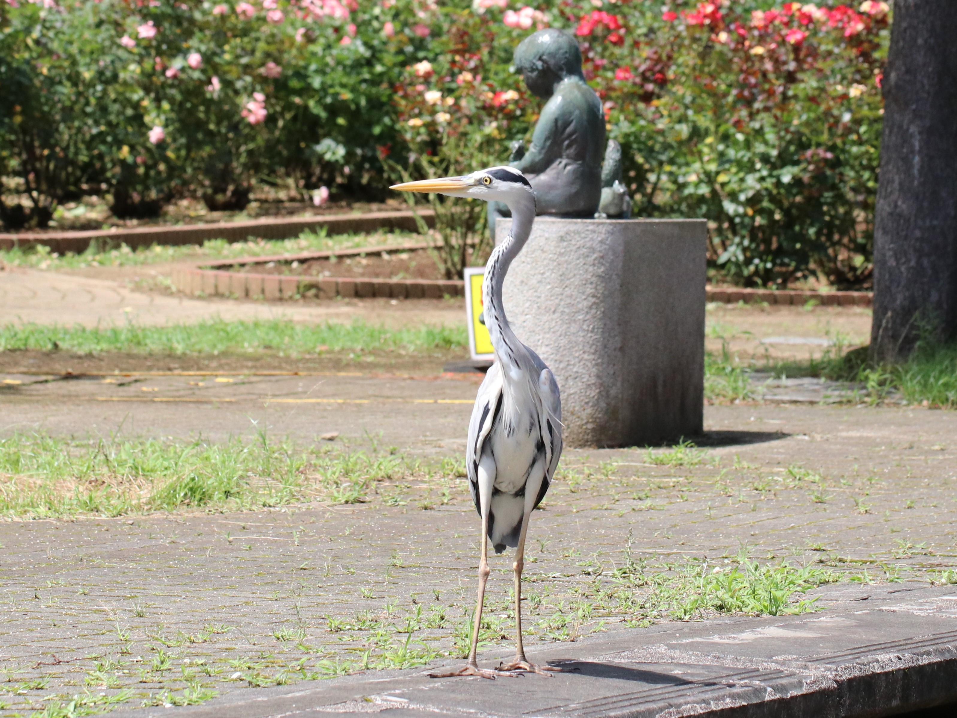 バラ園のアオサギ
